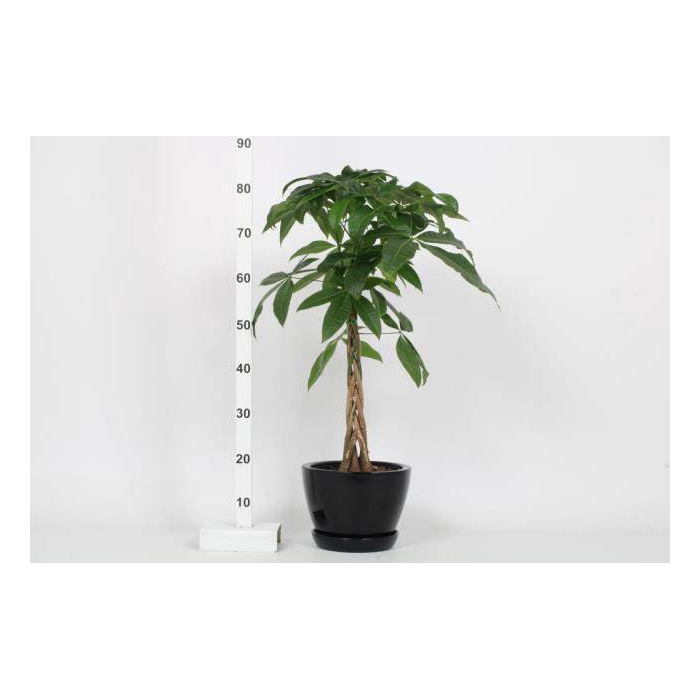 <h4>Pachira aquatica 20Ø 80cm</h4>