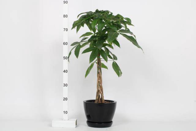 Pachira aquatica 20Ø 80cm