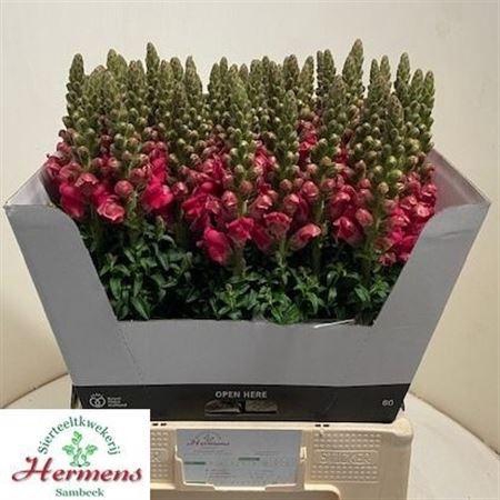 <h4>ANTIR POTO CHER ROSE</h4>