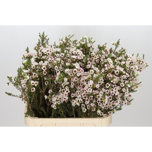 Chamelaucium Moonlight Delight