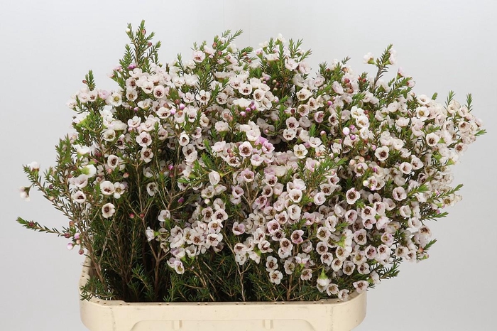 <h4>Chamelaucium Moonlight Delight</h4>