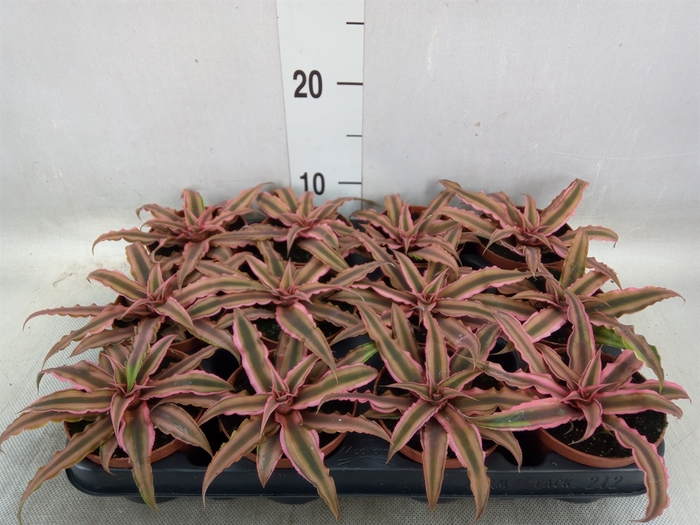 <h4>Cryptanthus bivittatus 'Pink Starl'</h4>