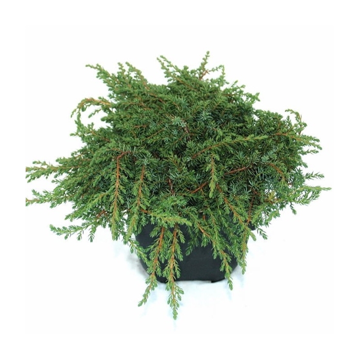 <h4>Juniperus communis 'Green Carpet' P17</h4>