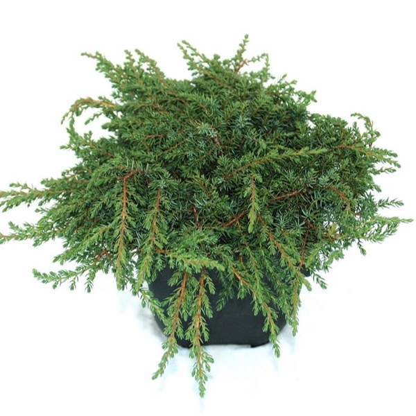 <h4>Juniperus communis 'Green Carpet' P17</h4>