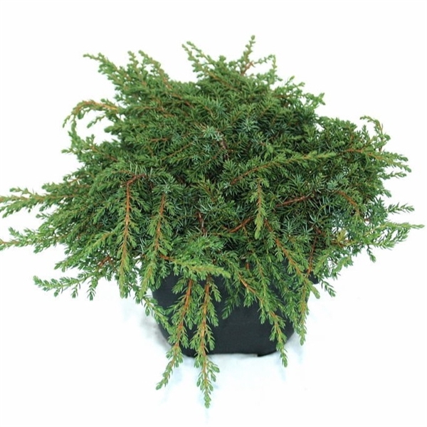 Juniperus communis 'Green Carpet' P17