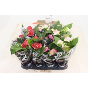 ANTHURIUM VARIADO P09