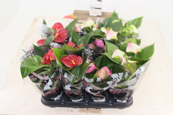<h4>ANTHURIUM VARIADO P09</h4>