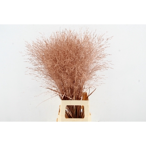 Gras Panic Warrior Copper