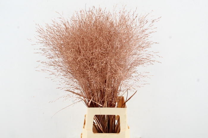 <h4>Gras Panic Warrior Copper</h4>