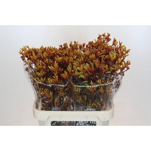 Anigozanthos Gold Fever