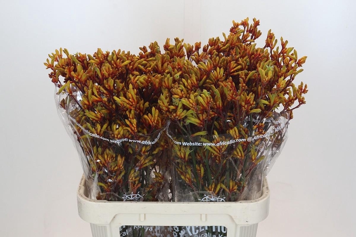 <h4>Anigozanthos Gold Fever</h4>