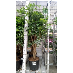 Schefflera arbor. 'Compacta'