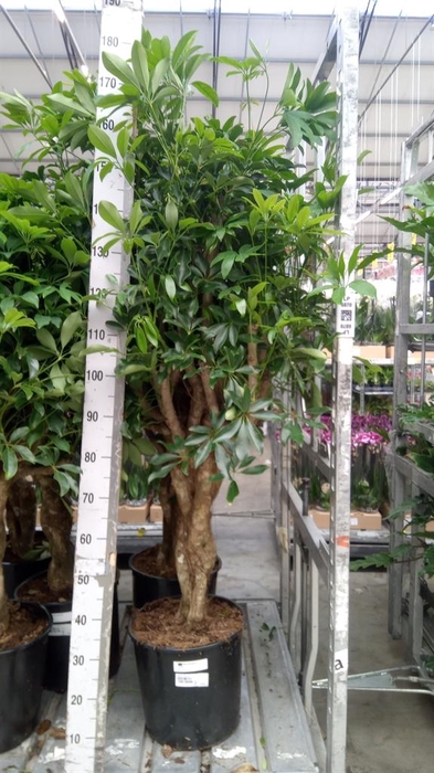 <h4>Schefflera arbor. 'Compacta'</h4>