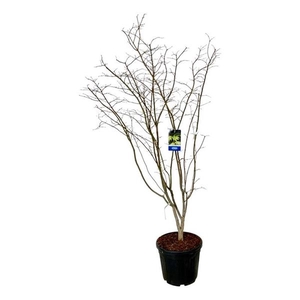 Acer Arctic Jade ®