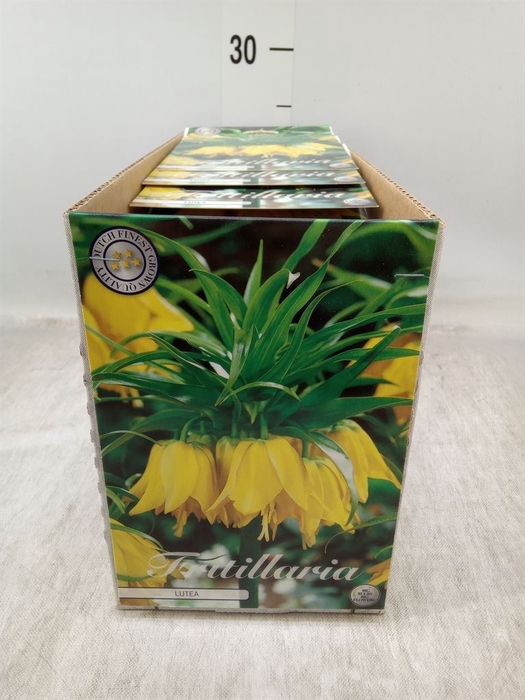 <h4>Fritillaria  ...flowerbulbs</h4>