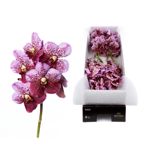 Vanda  'Divana Pink and Mahogany'
