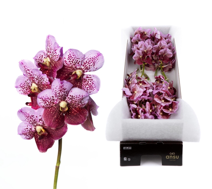 <h4>Vanda 'Divana Pink and Mahogany'</h4>