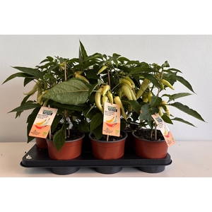 PAPRIKA PLANTEN