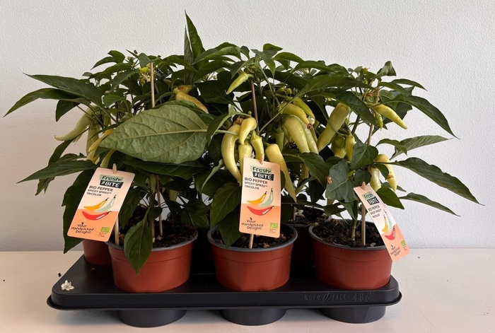 <h4>PAPRIKA PLANTEN</h4>