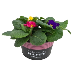 Primula Happy Zink rond gemengd 649