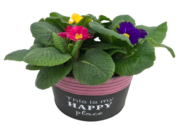 <h4>Primula Happy Zink rond gemengd 649</h4>
