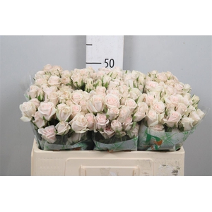 R Tr Royal Porcelina