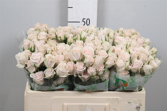 <h4>R Tr Royal Porcelina</h4>