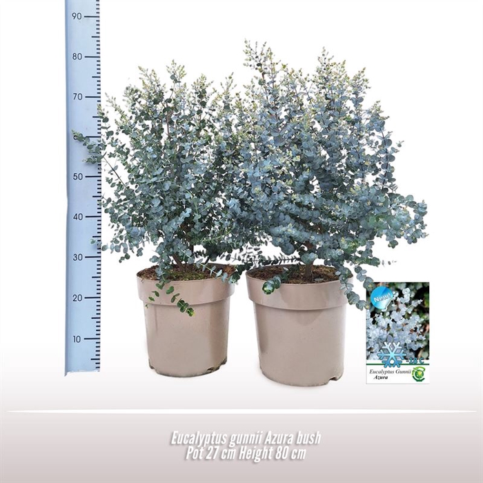 <h4>Eucalyptus gunnii Azura struik</h4>