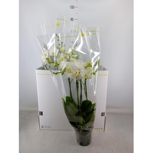 Phalaenopsis   ...white