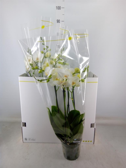 <h4>Phalaenopsis   ...white</h4>
