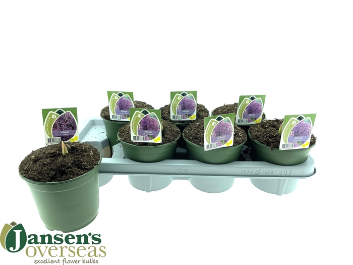 <h4>ALLI GLADIATOR</h4>