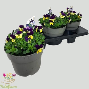 VIO CO EM L PU JU UP