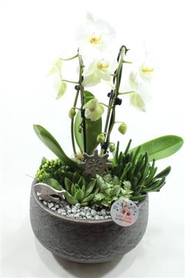 Ph022 Evi Black Xxl Phal