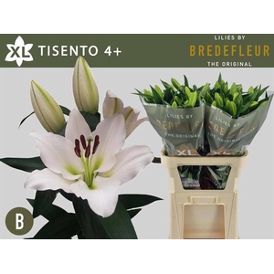 Li Or Tisento 4+ Bredefleur
