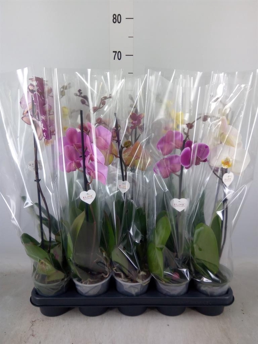 <h4>Phalaenopsis   ...</h4>