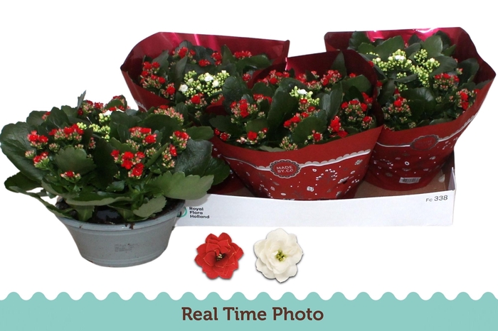 <h4>KAL GE GEM 2 KL</h4>