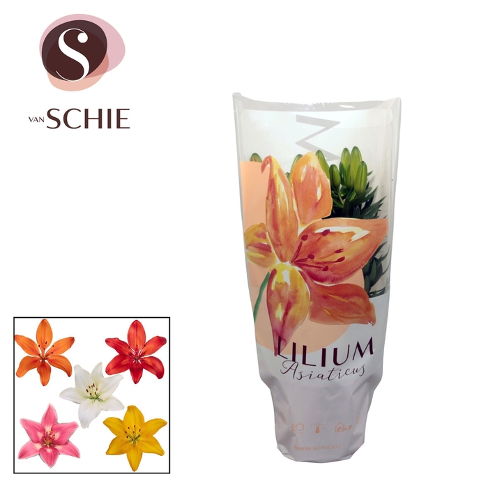 <h4>Lilium Az. Mix 13cm 2pp</h4>