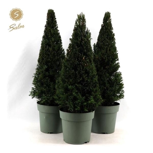 Taxus Collection Pyramid 55cm P21