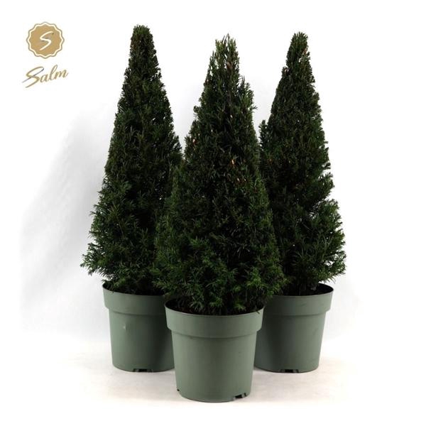 <h4>Taxus Collection Pyramid 55cm P21</h4>