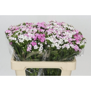 Dianthus Br Amazon Rose Magic