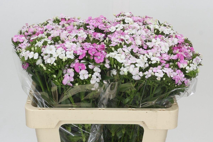 <h4>Dianthus Br Amazon Rose Magic</h4>