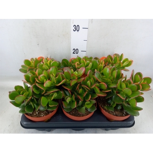 Crassula ovata 'Sunset'