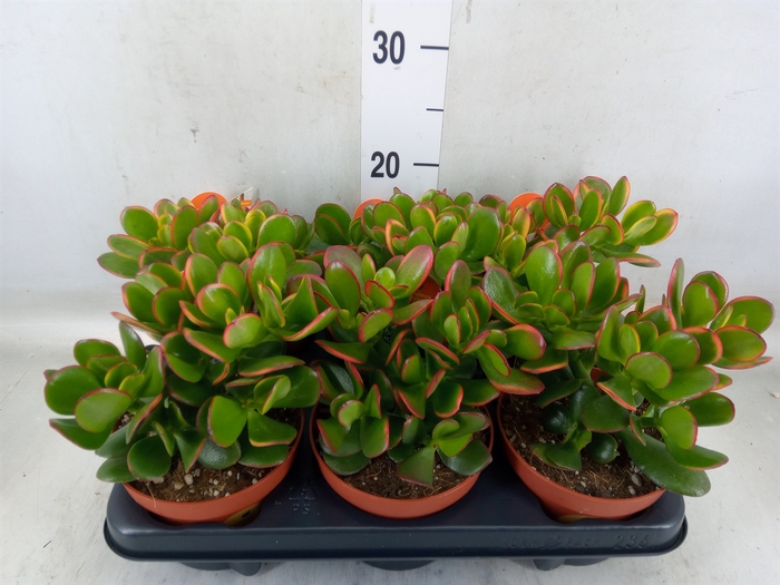 <h4>Crassula ovata 'Sunset'</h4>