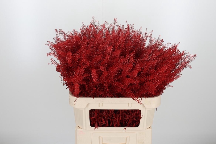 <h4>Lepidium Kl Bh Rood</h4>