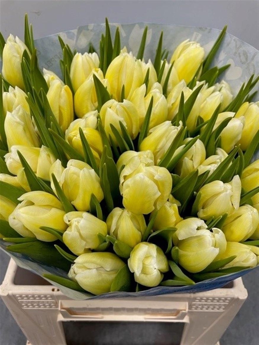 <h4>Tu Kb Yellow</h4>