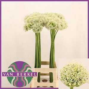 Allium Mount Everest