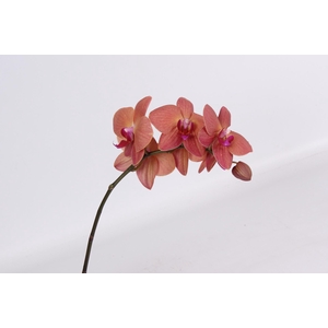 PHAL ULTIMATE BROWN TAK 5-7