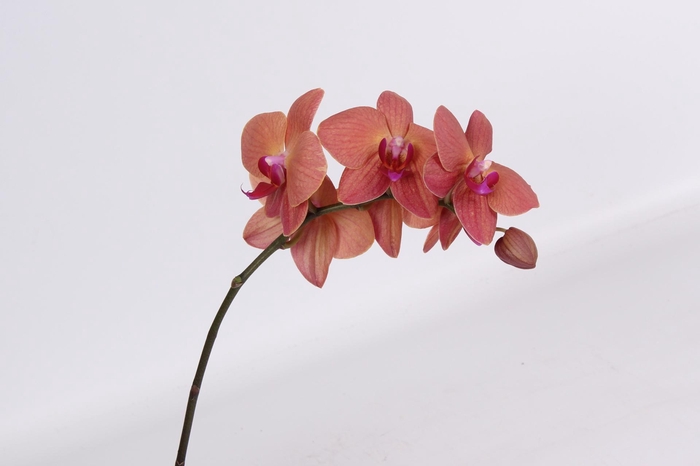 <h4>PHAL ULTIMATE BROWN TAK 5-7</h4>