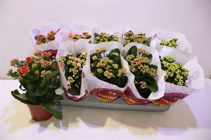 <h4>Kal Ge Perf Gem 5 Kl</h4>