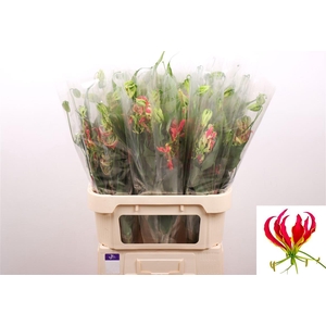 Gloriosa S Fift Shad